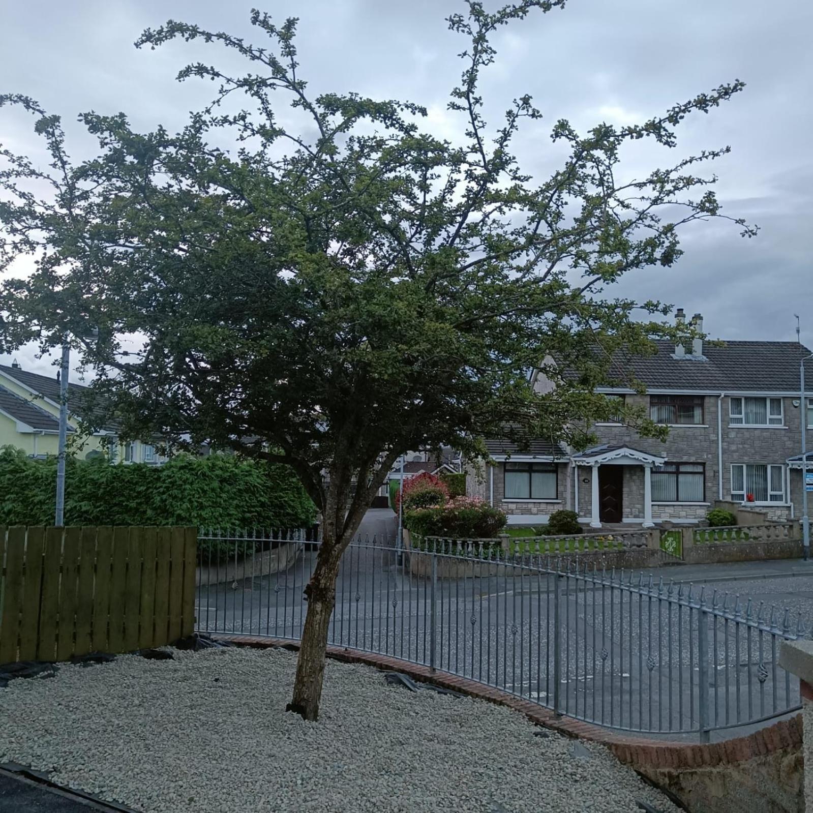Villa Bluebell House Newry Exterior foto